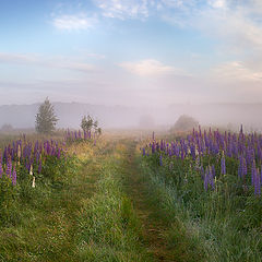 фото "Июнь"