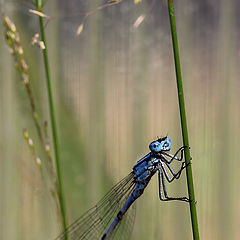 photo "June midday"