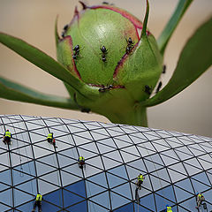 photo "Ant city"