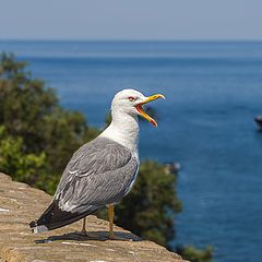 photo "An angry seagull"