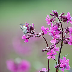 фото "бабочка и смолка"