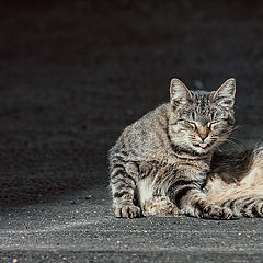 photo "кошачья зарисовка"