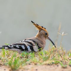 фото "Удодик"