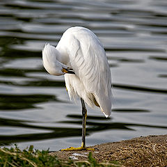 photo "Egret"