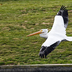 photo "Pelican"