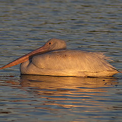 photo "Pelican"