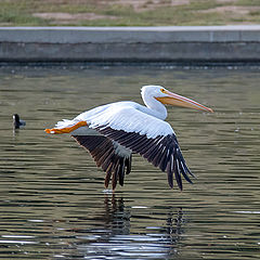 photo "Pelican"