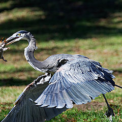 photo "Great blue heron"