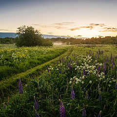 фото "летним утром"