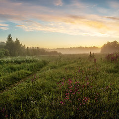 фото "смолка"