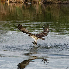 фото "Osprey"