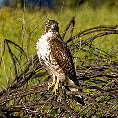 photo "Red tailed hawk"