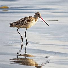 photo "Sandpiper Marbled Godwit"