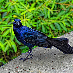 фото "Great-tailed Grackle"