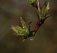 photo "Весеннее"