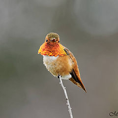 photo "Rufous Hummingbird"