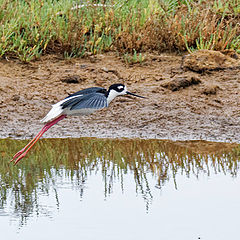 фото "Black-necked Stilt"