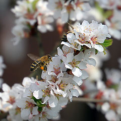 photo "Felt cherry blossoms"