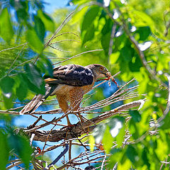 photo "Cooper's Hawk"