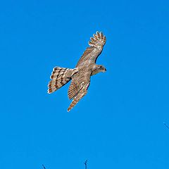 photo "Cooper's hawk"