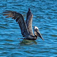 photo "Brown pelican"