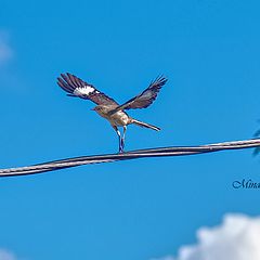 photo "Northern Mockingbird"