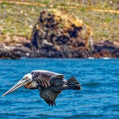 photo "Pelican"