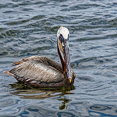 photo "Brown Pelican"