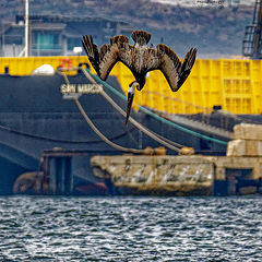 фото "Brown pelican diving for fish"