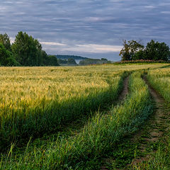 фото "в поле"