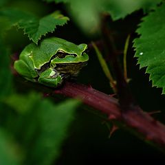 photo "European tree frogs"