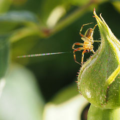 фото "Spiderman shooting his web"