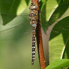 фото "Chill Out Dragonfly"