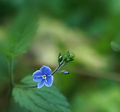 photo "Цветочек"