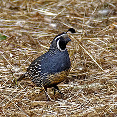 photo "California Quail"