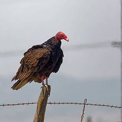 фото "Turkey Vulture"