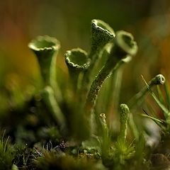 photo "Cladonia fimbriata"