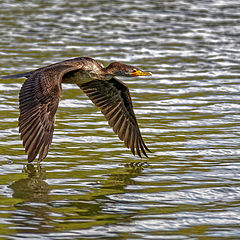 photo "Double-crested cormorant"