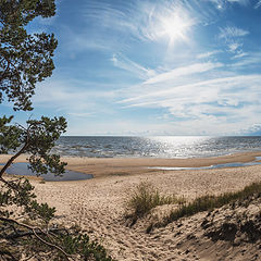 фото "Летний день"