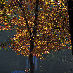 photo "осенние краски ..."