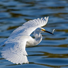 photo "Egret"