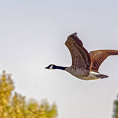 фото "Canadian Geese"