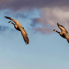 фото "Ganadian geese"