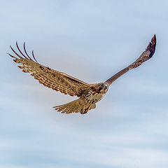 фото "Red-tailed hawk"