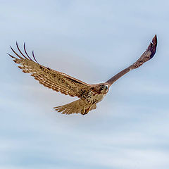 photo "Red-tailed hawk"