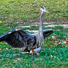 фото "Great blue heron"