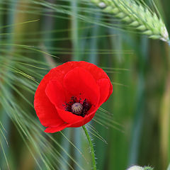 photo "a stranger"