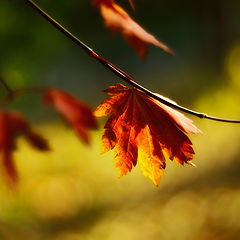 фото "Красные листья на тоненьких ветках"