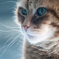 photo "My cat"