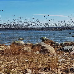 photo "Goose Paradise. Tools Bay"